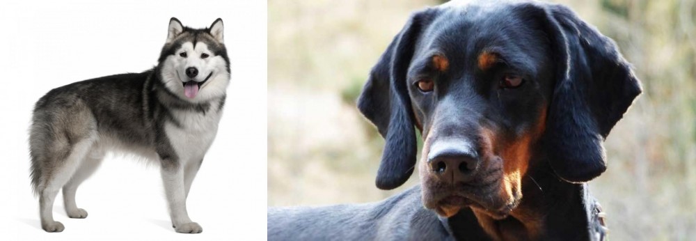 Polish Hunting Dog vs Alaskan Malamute - Breed Comparison