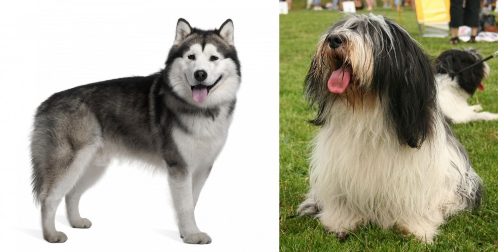 Polish Lowland Sheepdog vs Alaskan Malamute - Breed Comparison
