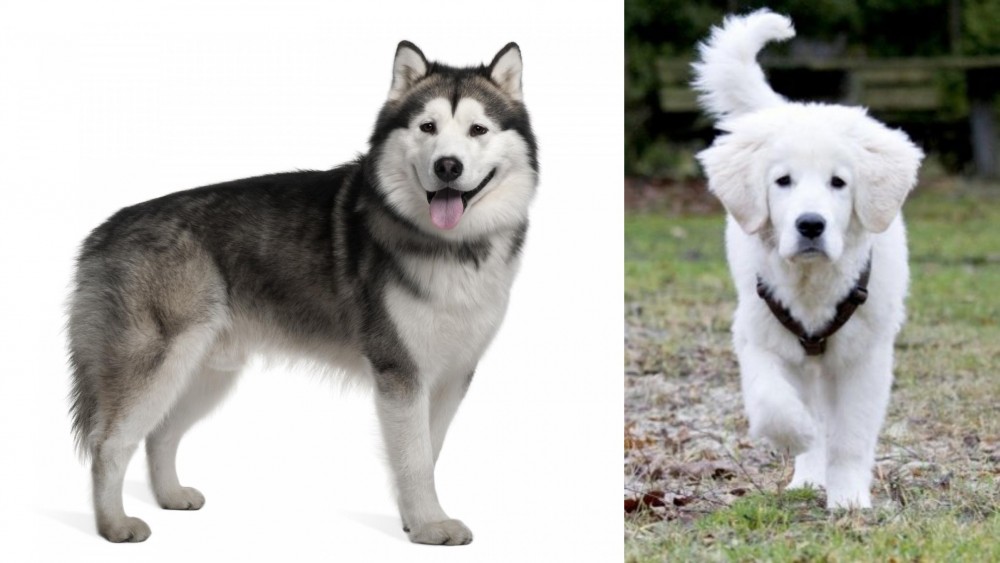 Polish Tatra Sheepdog vs Alaskan Malamute - Breed Comparison