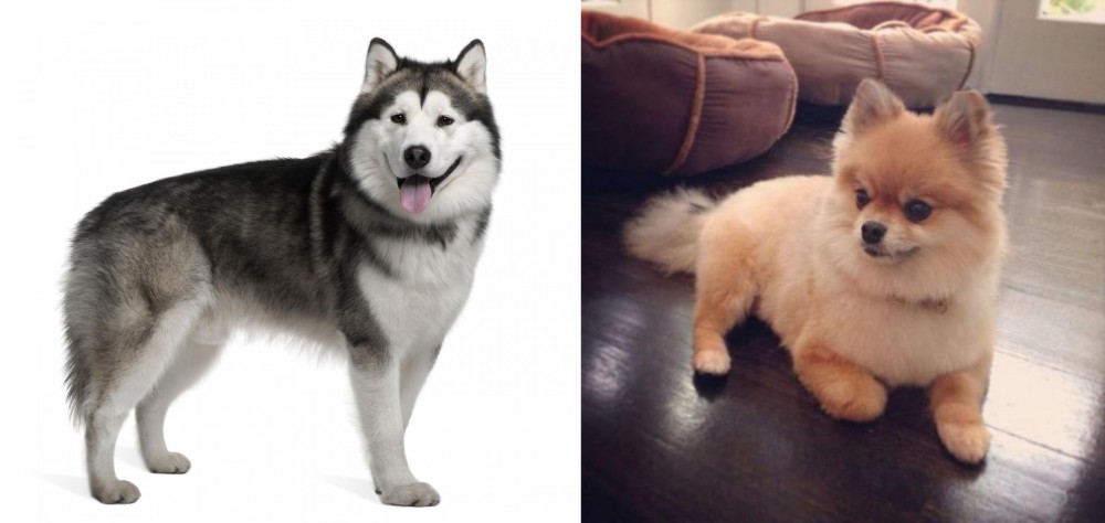 Pomeranian vs Alaskan Malamute - Breed Comparison