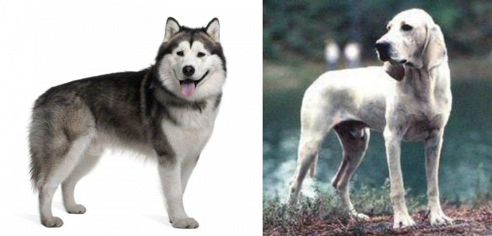 Porcelaine vs Alaskan Malamute - Breed Comparison