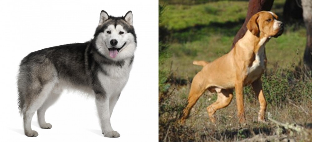 Portuguese Pointer vs Alaskan Malamute - Breed Comparison