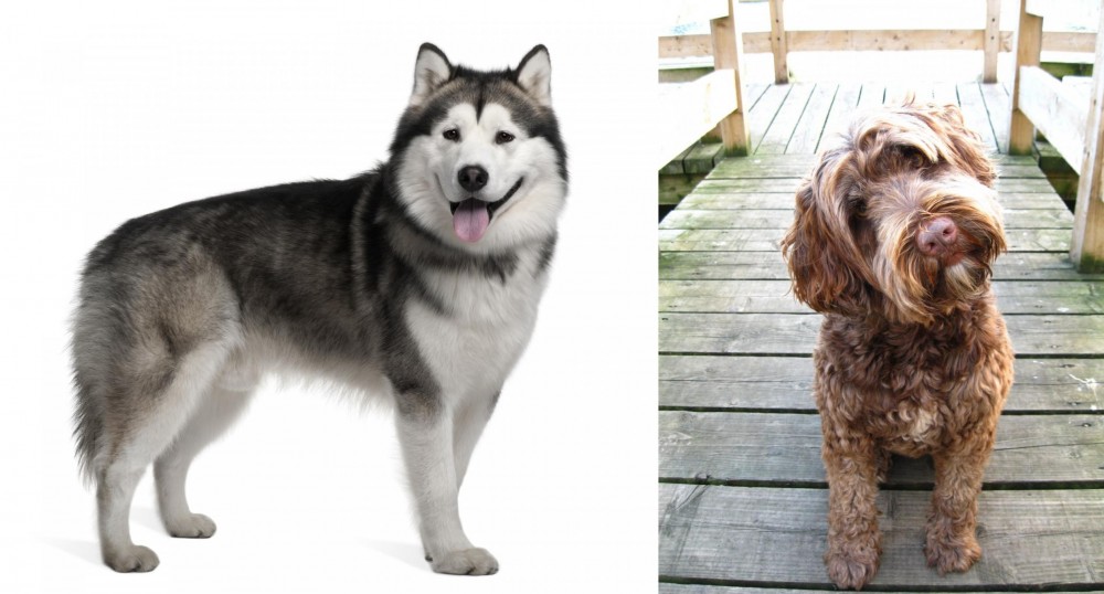 Portuguese Water Dog vs Alaskan Malamute - Breed Comparison