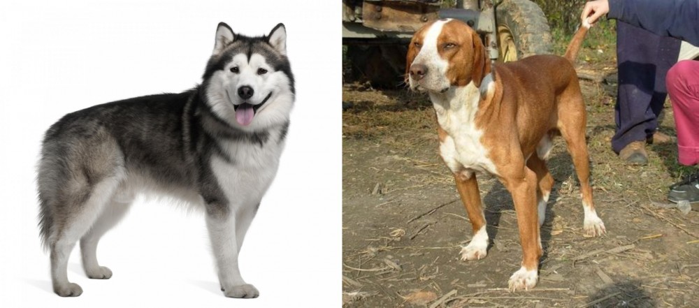 Posavac Hound vs Alaskan Malamute - Breed Comparison