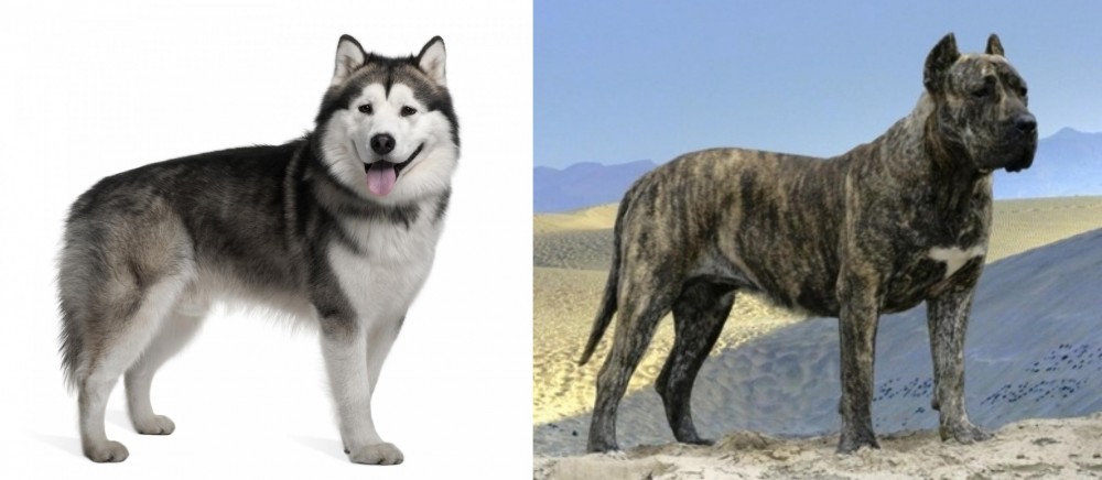 Presa Canario vs Alaskan Malamute - Breed Comparison
