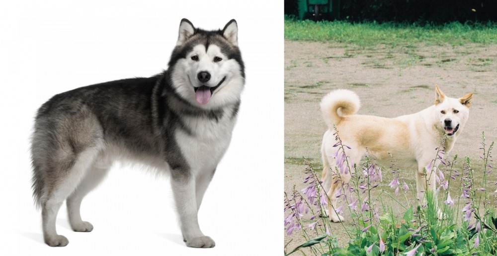 Pungsan Dog vs Alaskan Malamute - Breed Comparison