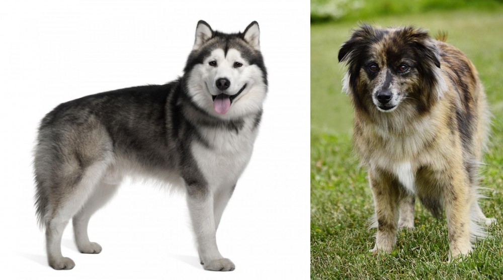 Pyrenean Shepherd vs Alaskan Malamute - Breed Comparison