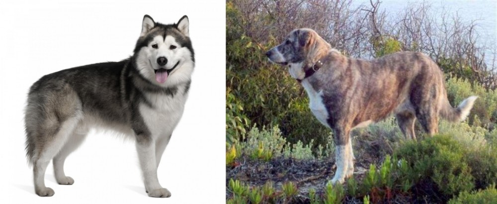 Rafeiro do Alentejo vs Alaskan Malamute - Breed Comparison