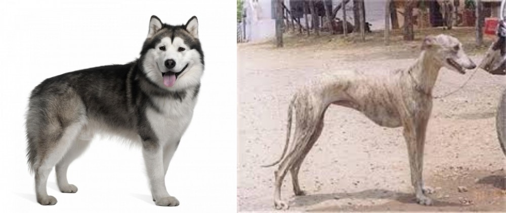 Rampur Greyhound vs Alaskan Malamute - Breed Comparison