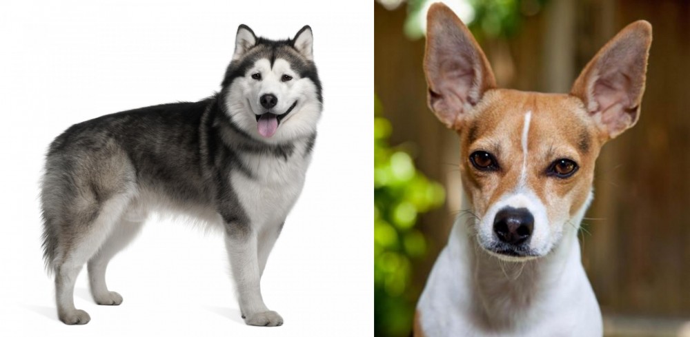 Rat Terrier vs Alaskan Malamute - Breed Comparison