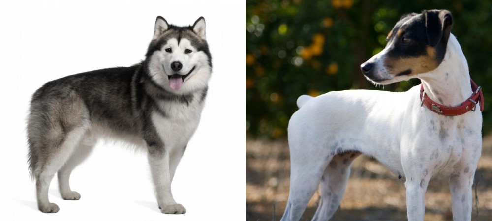 Ratonero Bodeguero Andaluz vs Alaskan Malamute - Breed Comparison