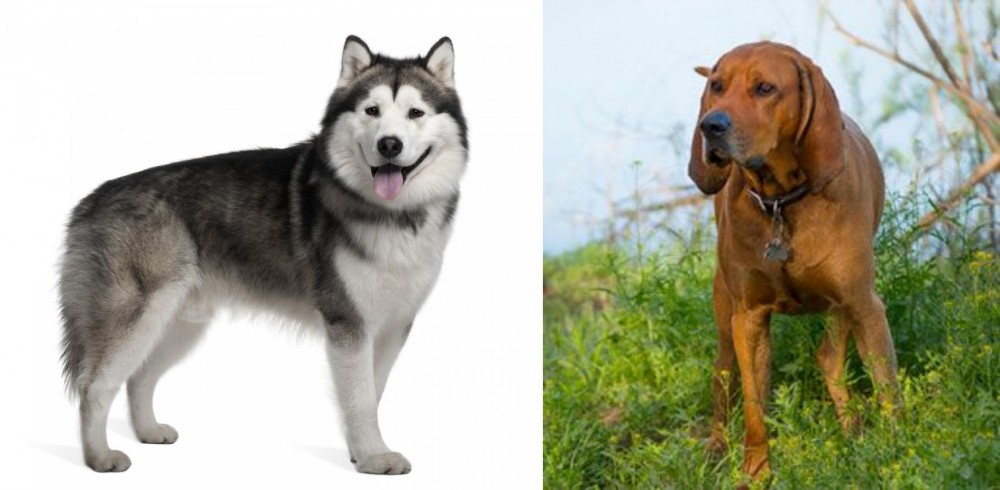 Redbone Coonhound vs Alaskan Malamute - Breed Comparison