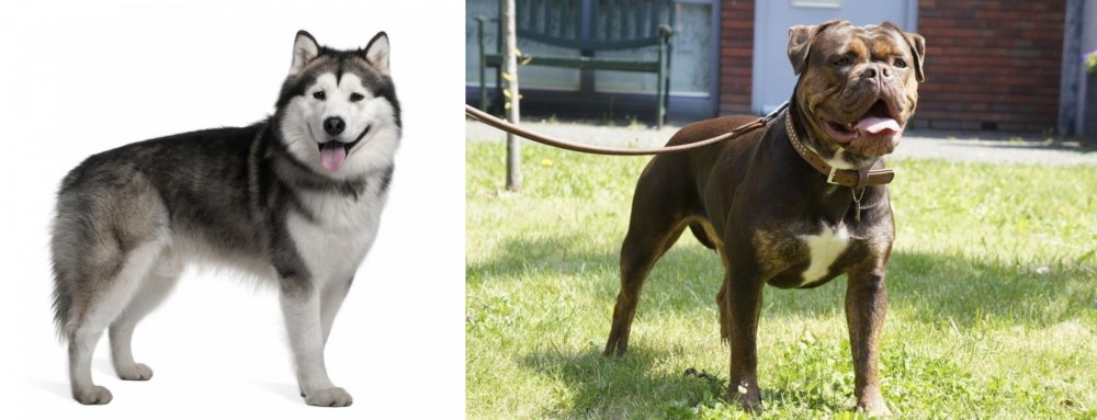 Renascence Bulldogge vs Alaskan Malamute - Breed Comparison