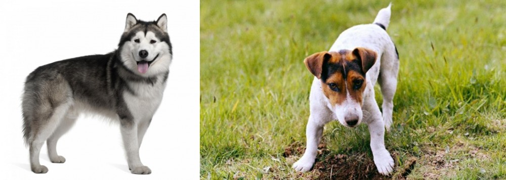Russell Terrier vs Alaskan Malamute - Breed Comparison