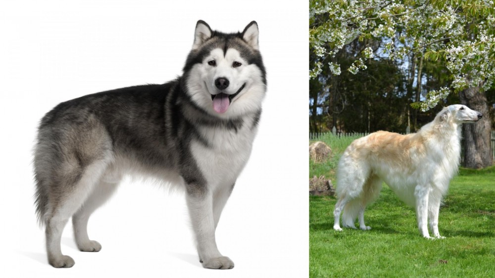 Russian Hound vs Alaskan Malamute - Breed Comparison