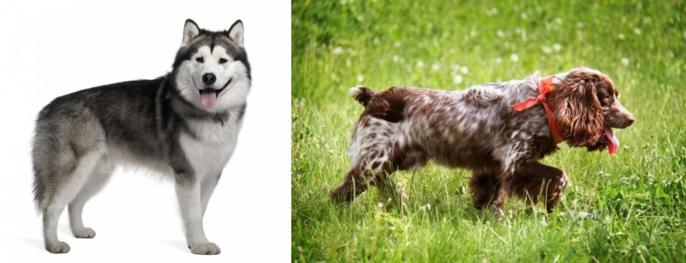 Russian Spaniel vs Alaskan Malamute - Breed Comparison