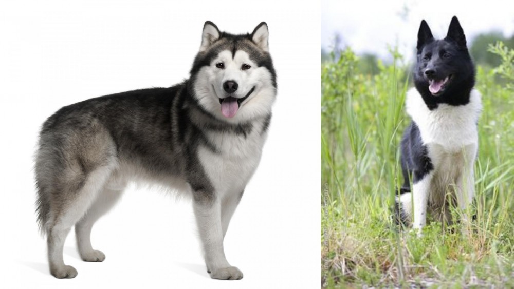 Russo-European Laika vs Alaskan Malamute - Breed Comparison