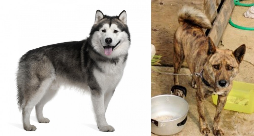 Ryukyu Inu vs Alaskan Malamute - Breed Comparison