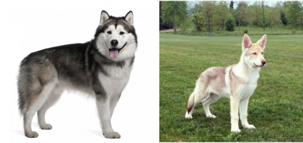 Saarlooswolfhond vs Alaskan Malamute - Breed Comparison