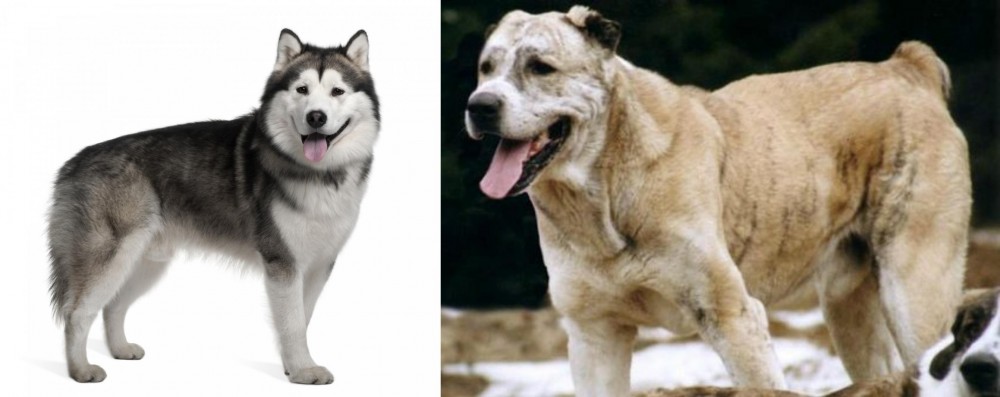 Sage Koochee vs Alaskan Malamute - Breed Comparison