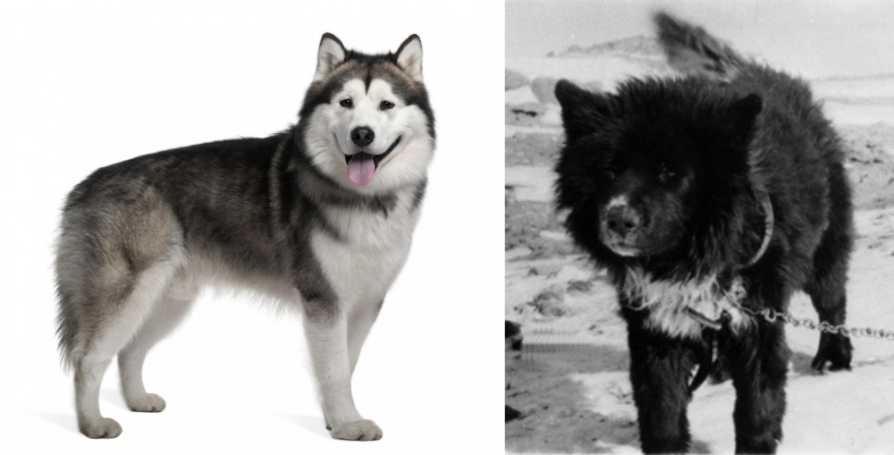 Sakhalin Husky vs Alaskan Malamute - Breed Comparison