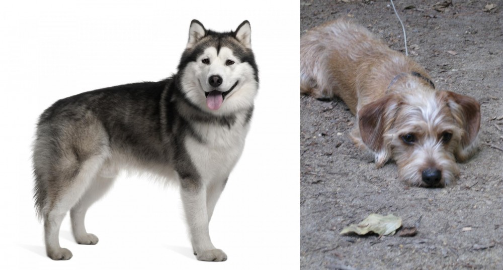 Schweenie vs Alaskan Malamute - Breed Comparison