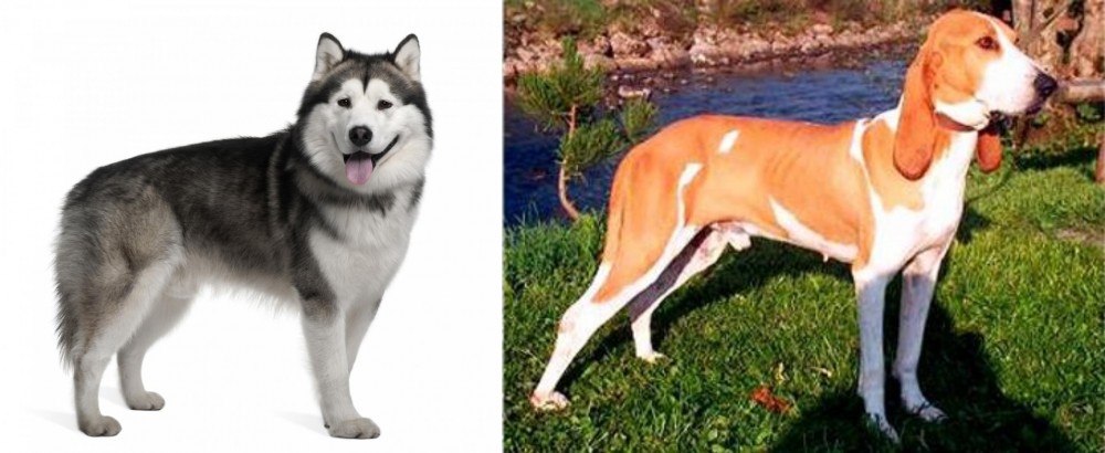 Schweizer Laufhund vs Alaskan Malamute - Breed Comparison