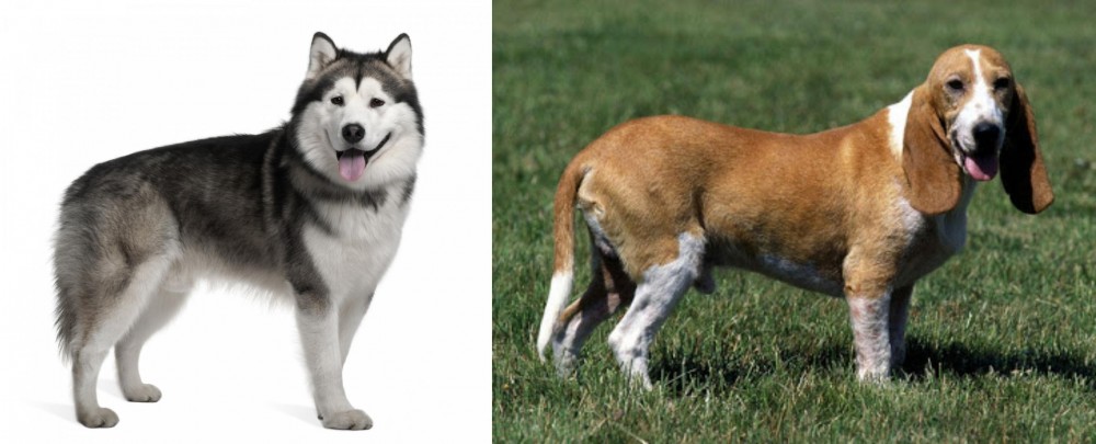 Schweizer Niederlaufhund vs Alaskan Malamute - Breed Comparison