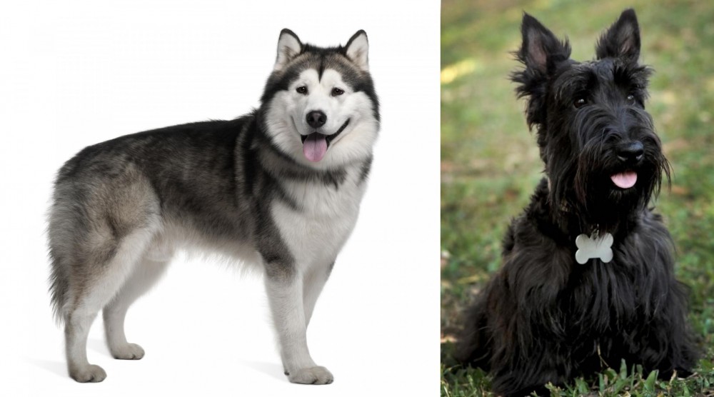 Scoland Terrier vs Alaskan Malamute - Breed Comparison