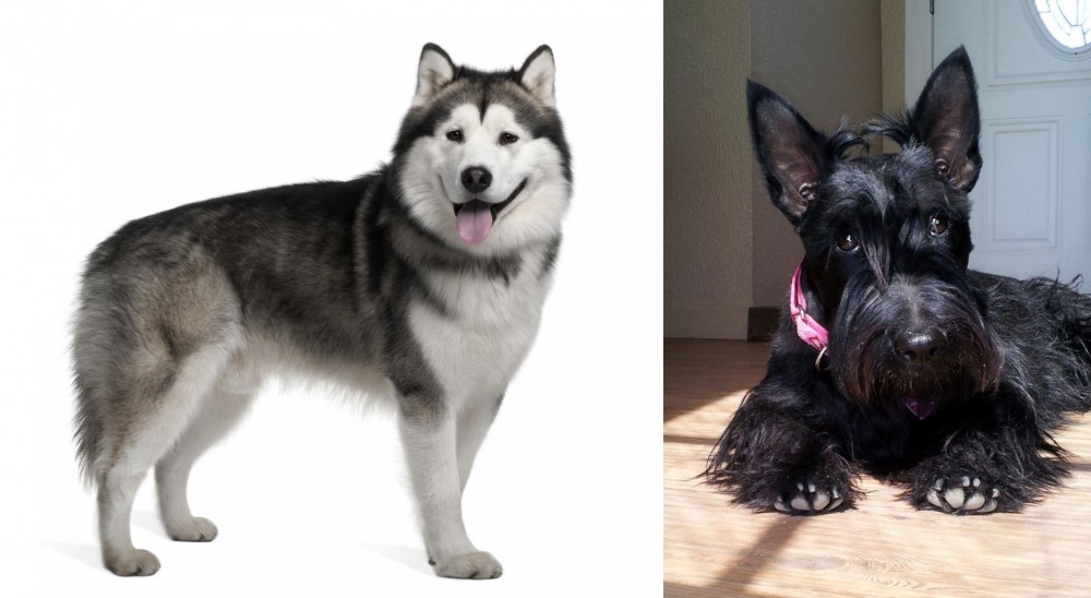 Scottish Terrier vs Alaskan Malamute - Breed Comparison