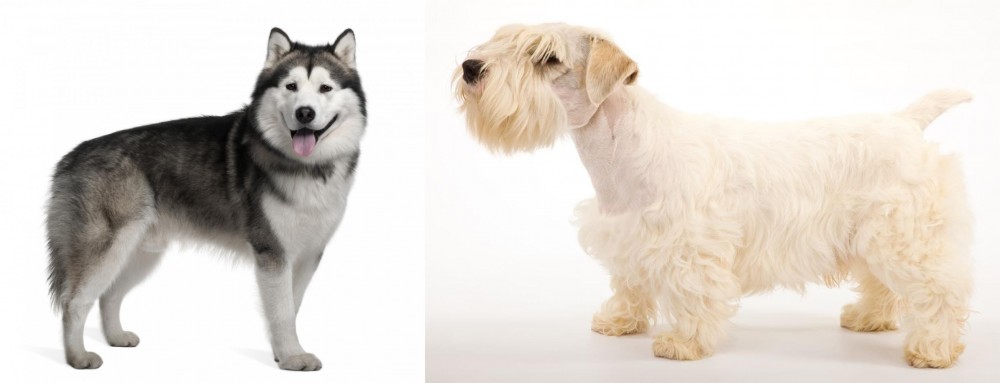 Sealyham Terrier vs Alaskan Malamute - Breed Comparison