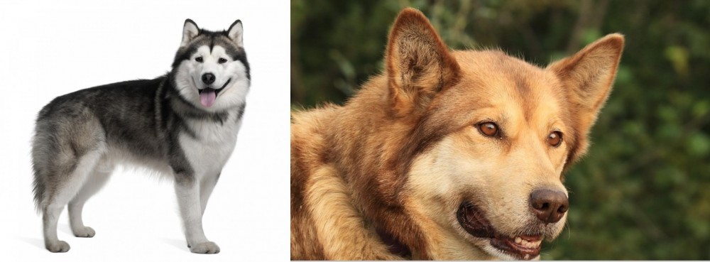 Seppala Siberian Sleddog vs Alaskan Malamute - Breed Comparison