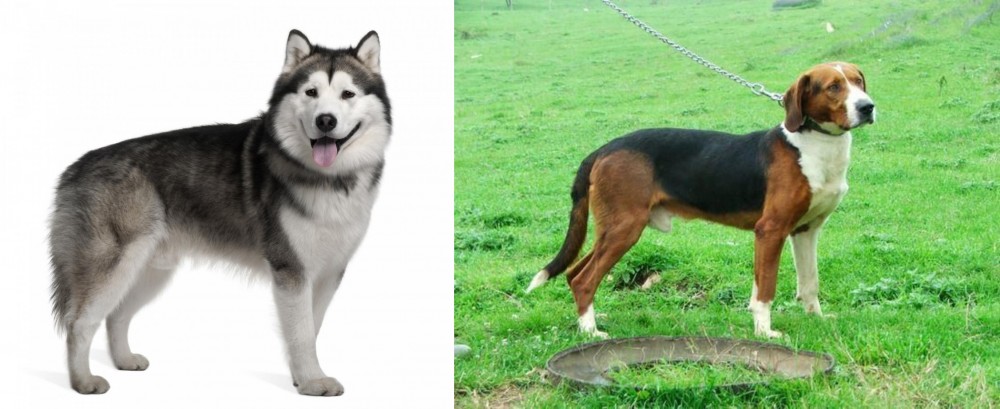 Serbian Tricolour Hound vs Alaskan Malamute - Breed Comparison