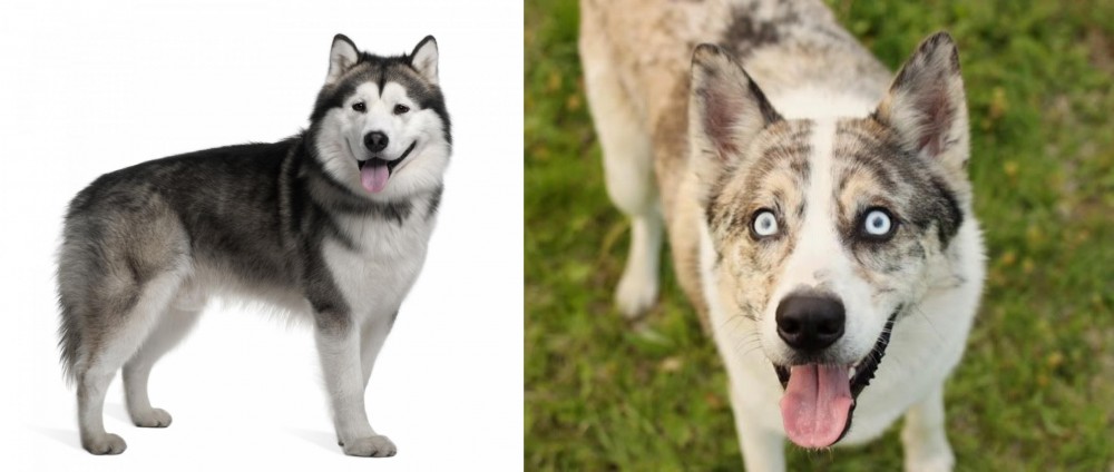 Shepherd Husky vs Alaskan Malamute - Breed Comparison