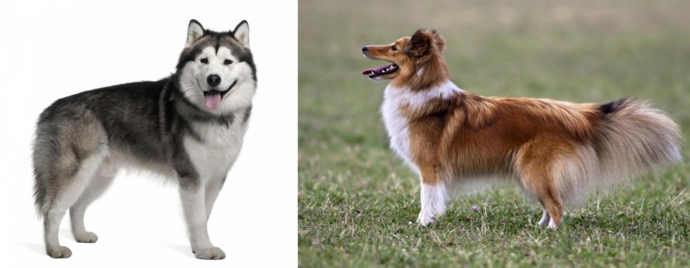 Shetland Sheepdog vs Alaskan Malamute - Breed Comparison