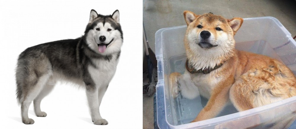 Shiba Inu vs Alaskan Malamute - Breed Comparison