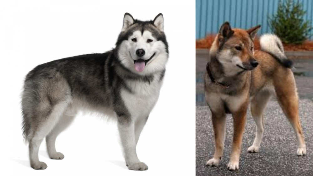 Shikoku vs Alaskan Malamute - Breed Comparison