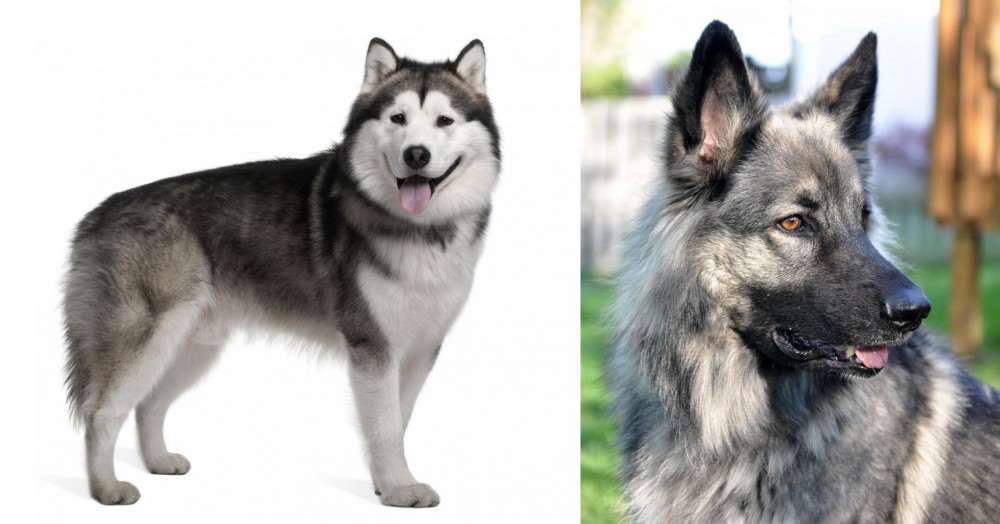 Shiloh Shepherd vs Alaskan Malamute - Breed Comparison