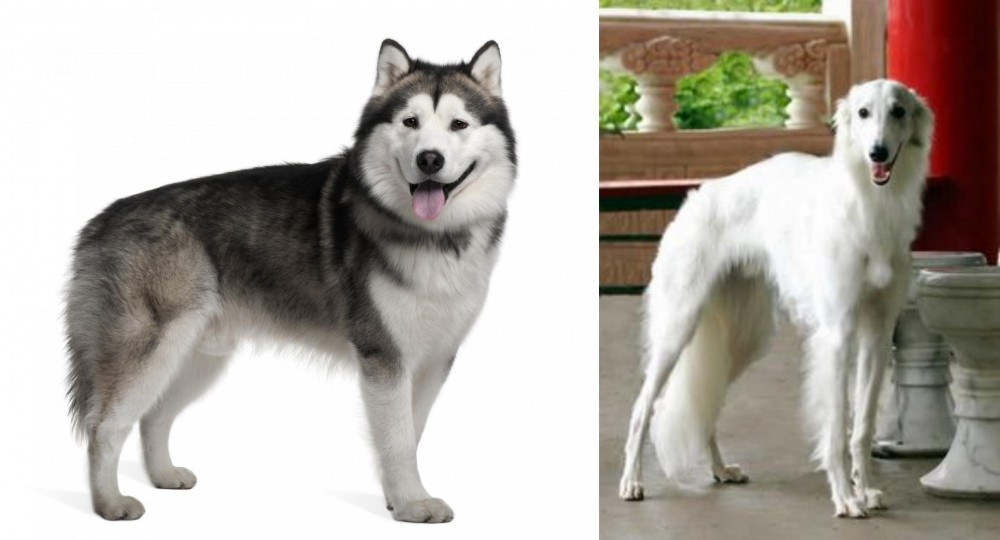 Silken Windhound vs Alaskan Malamute - Breed Comparison