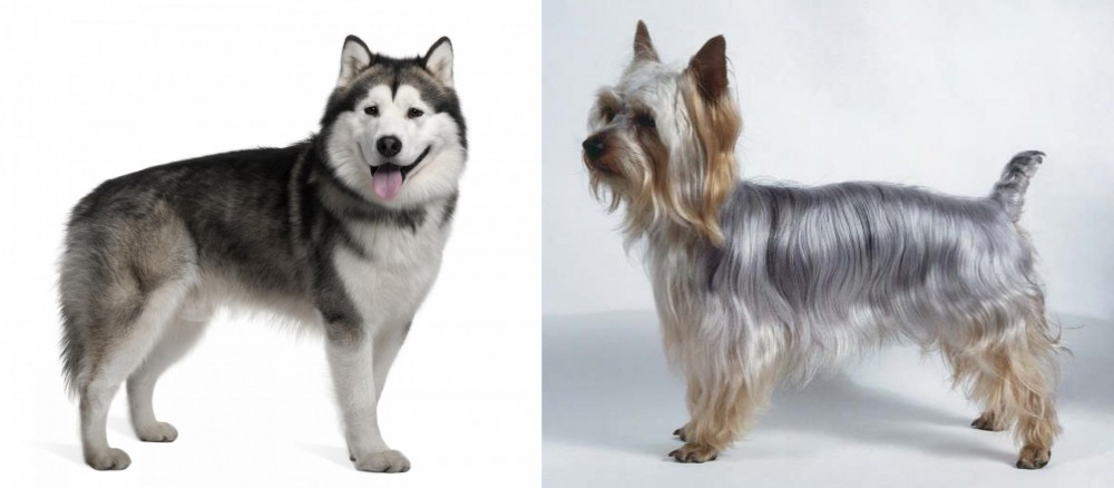 Silky Terrier vs Alaskan Malamute - Breed Comparison