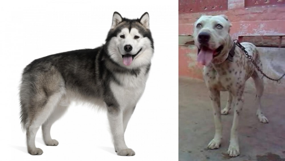Sindh Mastiff vs Alaskan Malamute - Breed Comparison