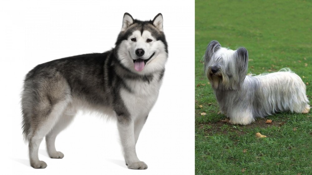 Skye Terrier vs Alaskan Malamute - Breed Comparison