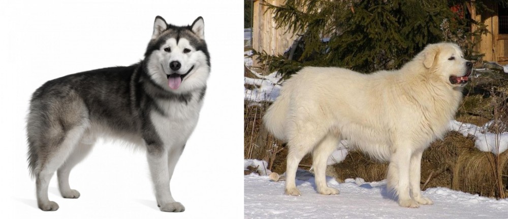 Slovak Cuvac vs Alaskan Malamute - Breed Comparison