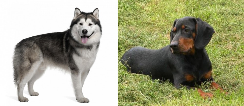 Slovakian Hound vs Alaskan Malamute - Breed Comparison