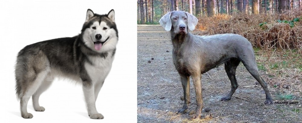 Slovensky Hrubosrsty Stavac vs Alaskan Malamute - Breed Comparison