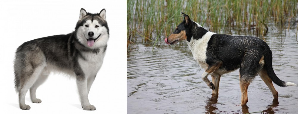 Smooth Collie vs Alaskan Malamute - Breed Comparison