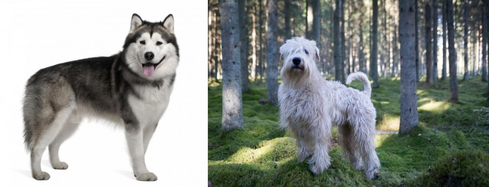 Soft-Coated Wheaten Terrier vs Alaskan Malamute - Breed Comparison