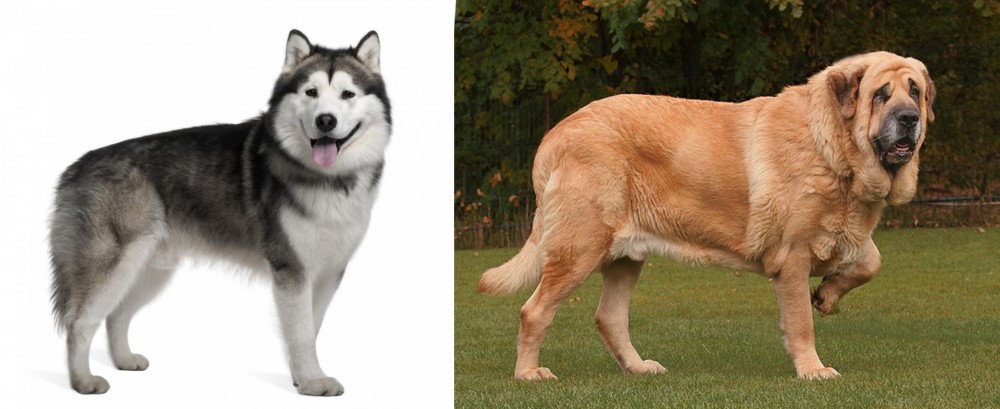 Spanish Mastiff vs Alaskan Malamute - Breed Comparison