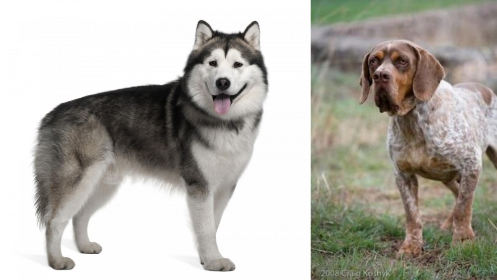 Spanish Pointer vs Alaskan Malamute - Breed Comparison