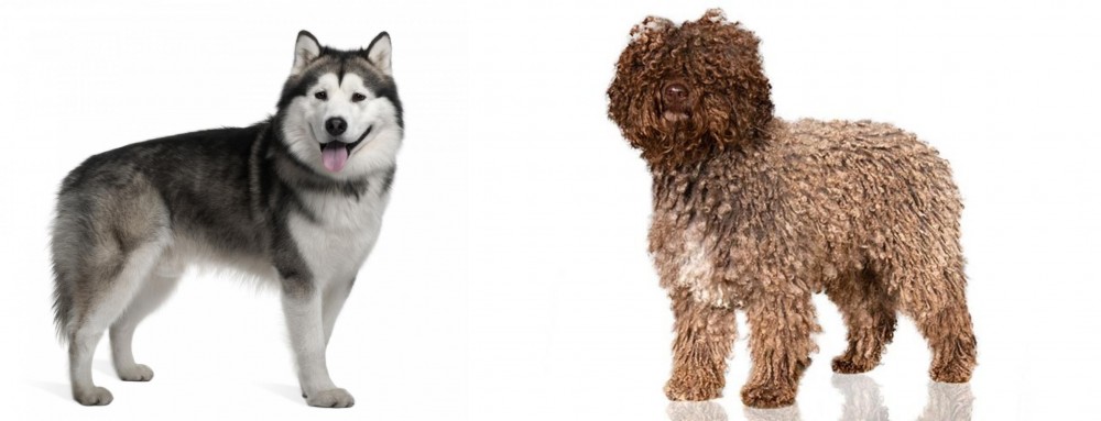 Spanish Water Dog vs Alaskan Malamute - Breed Comparison